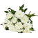 white chrysanthemums. Russia