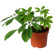 Schefflera plant in a pot. Brazil