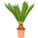 Cycas Palm Tree in a pot. Brazil