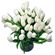 white tulips. Peru
