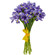 Irises. Russia