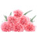 Pink Carnations. Peru